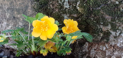 Picture of Potentilla Verna