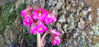 Picture of Bergenia Wanaka Wine