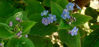Picture of Brunnera macrophylla