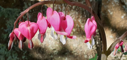 Picture of Dicentra spectabilis