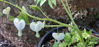 Picture of Dicentra spectabilis alba