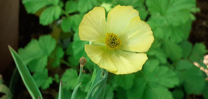 Picture of Ranunculus gramineus