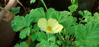 Picture of Ranunculus gramineus