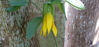 Picture of Uvularia grandiflora