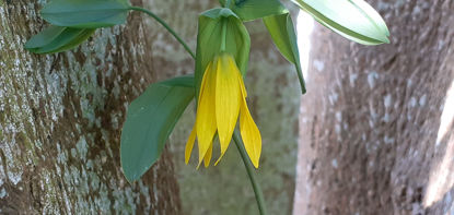 Picture of Uvularia grandiflora