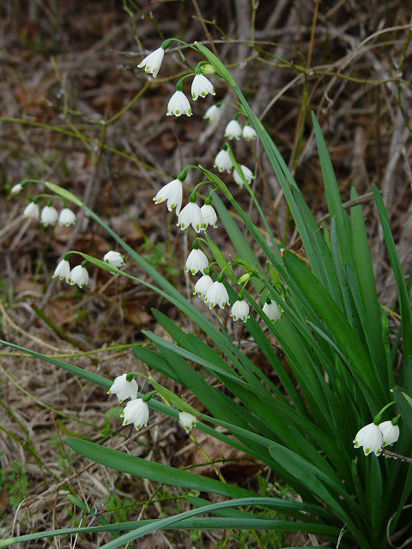 Picture of Leucojum aestivum