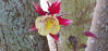 Picture of Aquilegia Crystal Star Red