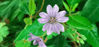 Picture of Geranium oxonianum 'Hollywood'