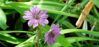 Picture of Geranium oxonianum 'Hollywood'