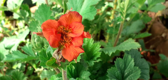 Picture of Geum 'Rustico Orange'