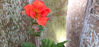 Picture of Geum 'Rustico Orange'