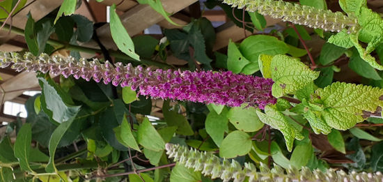 Picture of Teucrium hircanicum 'Paradise Delight'