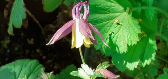 Picture of Aquilegia buergeriana 'Calimero'