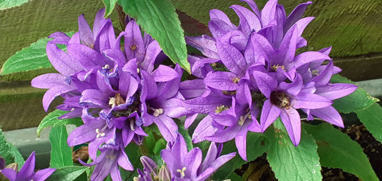 Picture of Campanula glomerata Superba