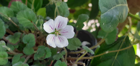 Picture of Erodium reichardii 'Alba'