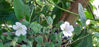 Picture of Erodium reichardii 'Alba'