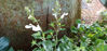 Picture of Salvia 'Glare'