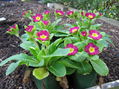 Picture of Primula 'Jack in the Green' - pink
