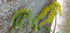 Picture of Chiastophyllum oppositifolium