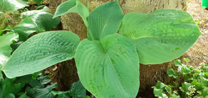 Picture of Hosta 'Kiwiskyscraper'