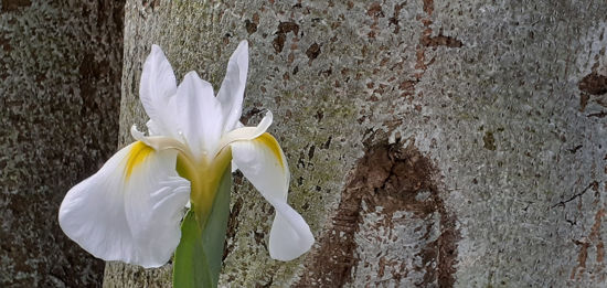 Picture of Iris siberica
