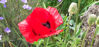 Picture of Papaver orientalis 'Beauty of Livermere'