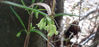 Picture of Polygonatum verticillatum