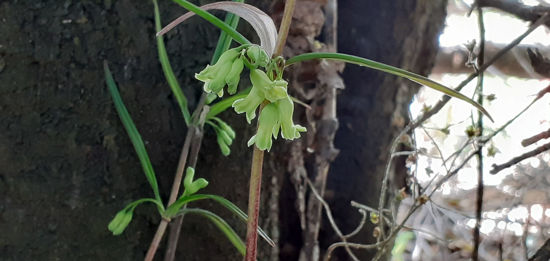 Picture of Polygonatum verticillatum