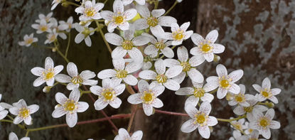 Picture of Saxifraga crustata