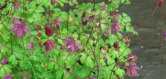 Picture of Semiaquilegia ecalcarata