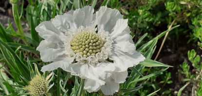 Picture of Scabiosa caucasica 'Mount Cook'