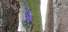 Picture of Veronica longifolia - Purple