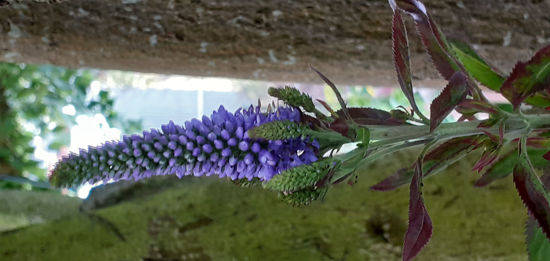 Picture of Veronica longifolia - Purple