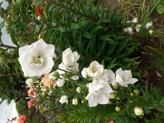 Picture of Campanula persicifolia 'Fleur de Neige'