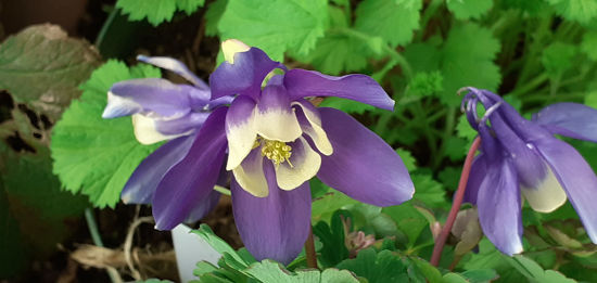 Picture of Aquilegia Cameo Blue