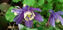 Picture of Aquilegia Cameo Blue
