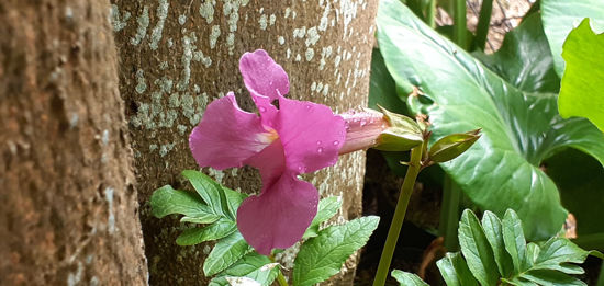 Picture of Incarvillea delavayi