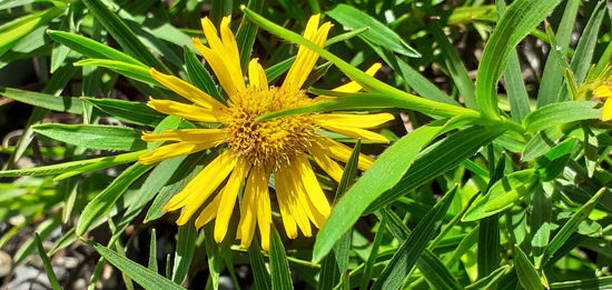 Picture of Inula ensifolia