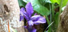 Picture of Iris setosa purple/white