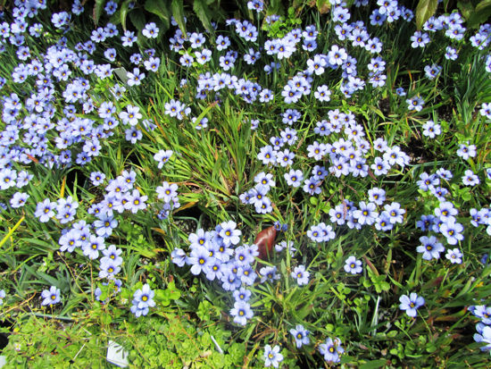 Picture of Sisyrinchium 'Devon Slies'