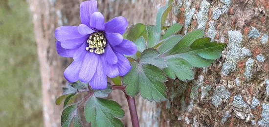 Picture of Anemone nemerosa - blue