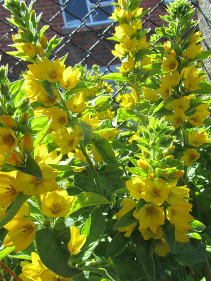 Picture of Lysimachia punctata