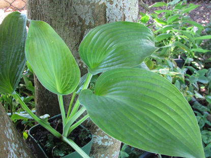 Picture of Hosta 'Blue Angel'