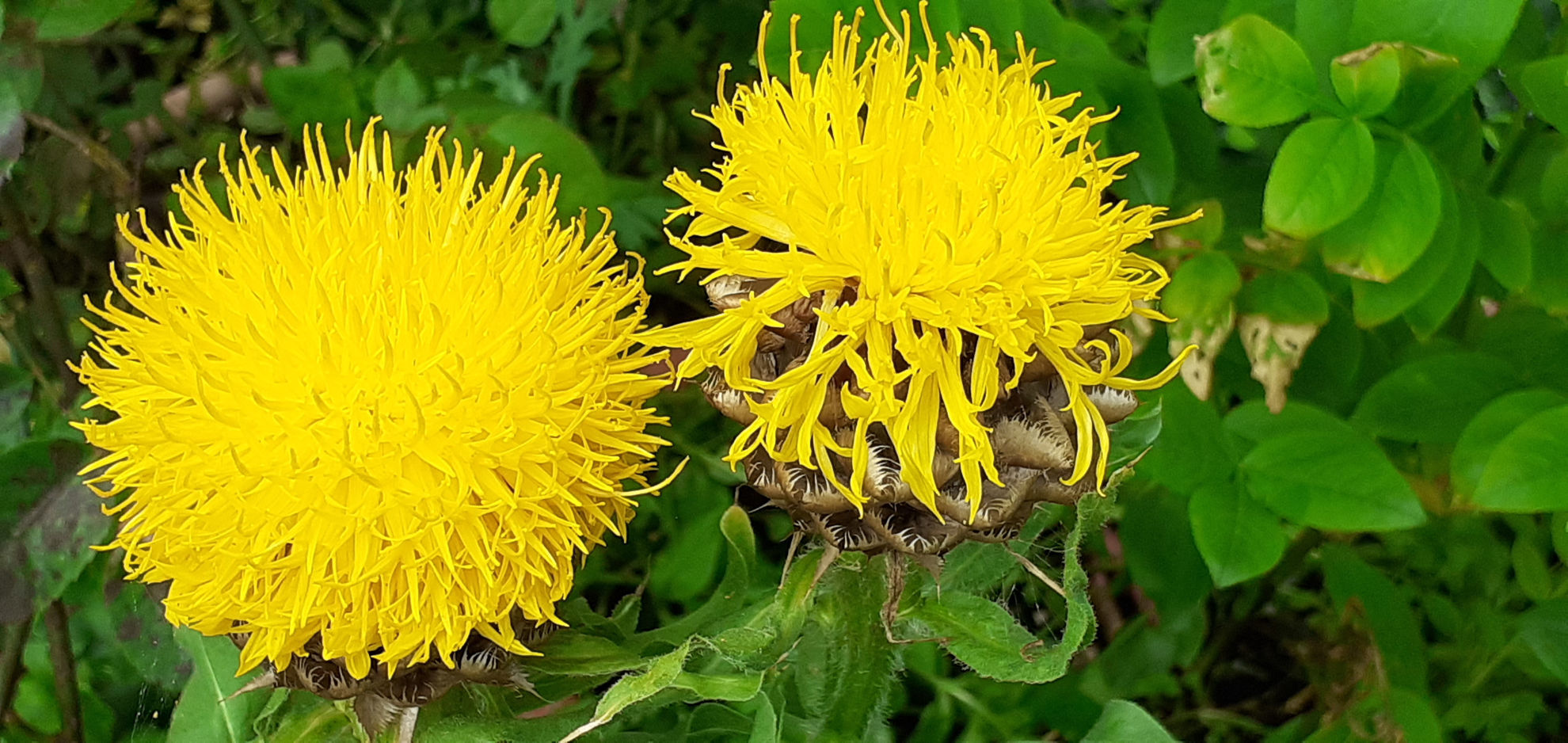 Centaurea macrocephala | Wake Robin Nursery