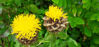 Picture of Centaurea macrocephala