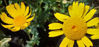 Picture of Chrysanthemum - bright yellow