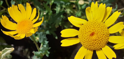 Picture of Chrysanthemum - bright yellow