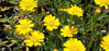 Picture of Chrysanthemum - bright yellow