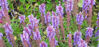 Picture of Salvia Blue Hills