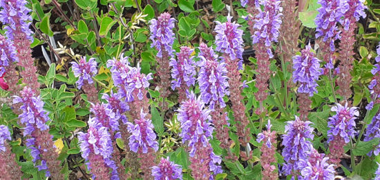 Picture of Salvia Blue Hills
